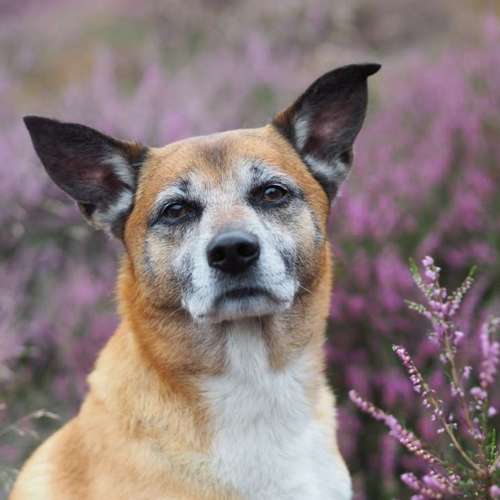 Hundeauslaufgebiet-Kyra Loose-Bild