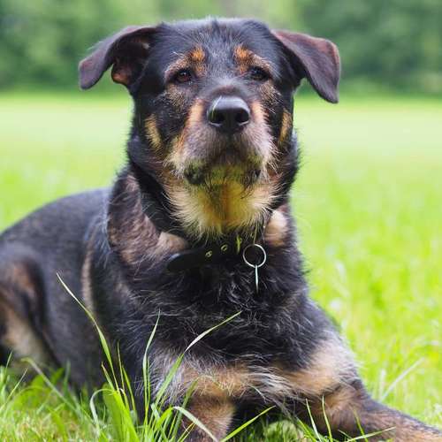 Hundeauslaufgebiet-Kyra Loose-Bild