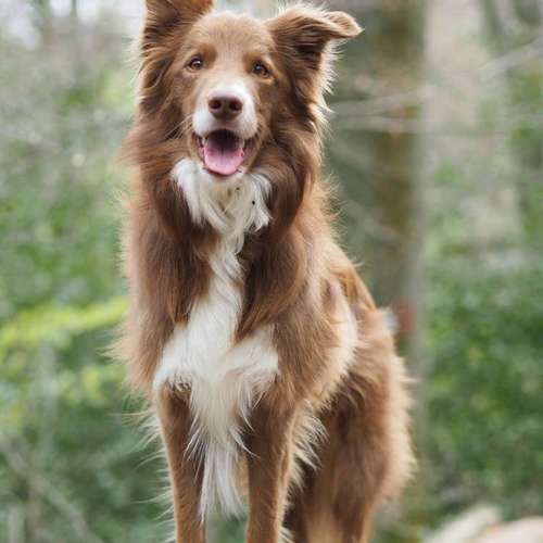 Hundeauslaufgebiet-Kyra Loose-Bild