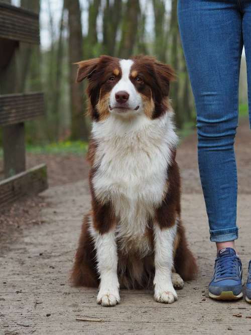 Hundeauslaufgebiet-Kyra Loose-Bild