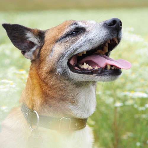 Hundeauslaufgebiet-Kyra Loose-Bild