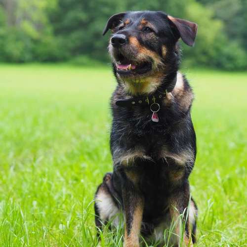 Hundeauslaufgebiet-Kyra Loose-Bild