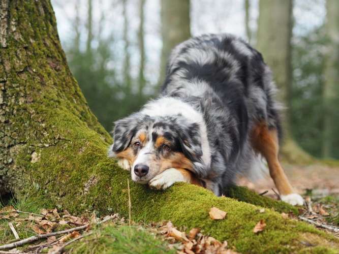 Hundeauslaufgebiet-Kyra Loose-Bild