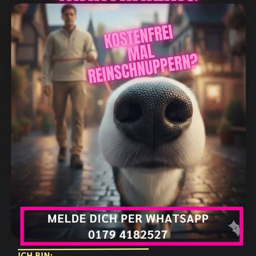 Hundeauslaufgebiet-Hundetraining „Pfote drauf“-Bild