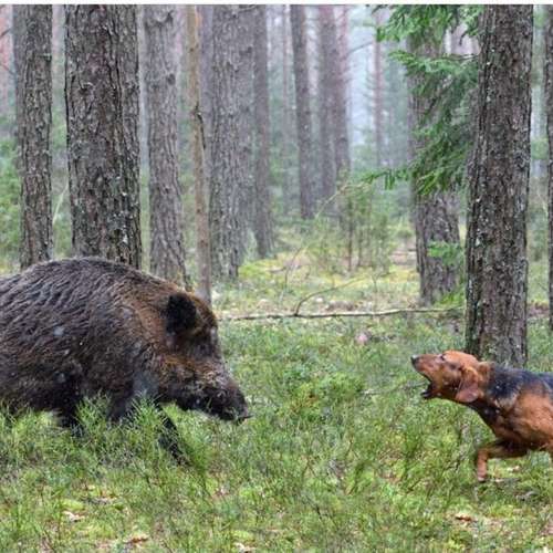 Hundeauslaufgebiet-Hundetraining „Pfote drauf“-Bild