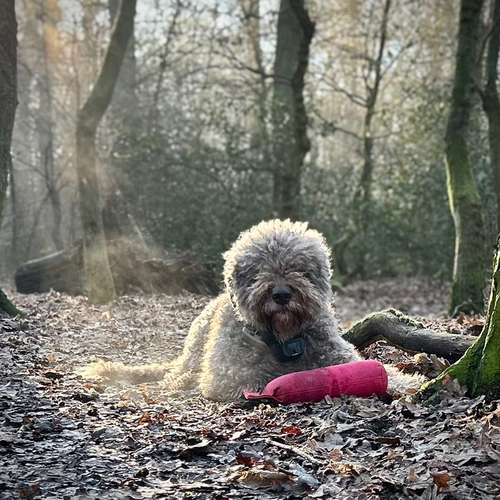 Hundeauslaufgebiet-Hundetraining „Pfote drauf“-Bild
