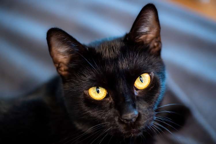 Hundeauslaufgebiet-Never 0815 GmbH-Bild