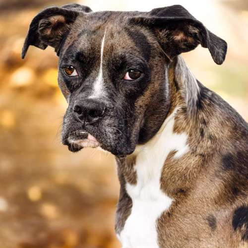 Hundeauslaufgebiet-Bastiontour-Fotoshoot-Bild