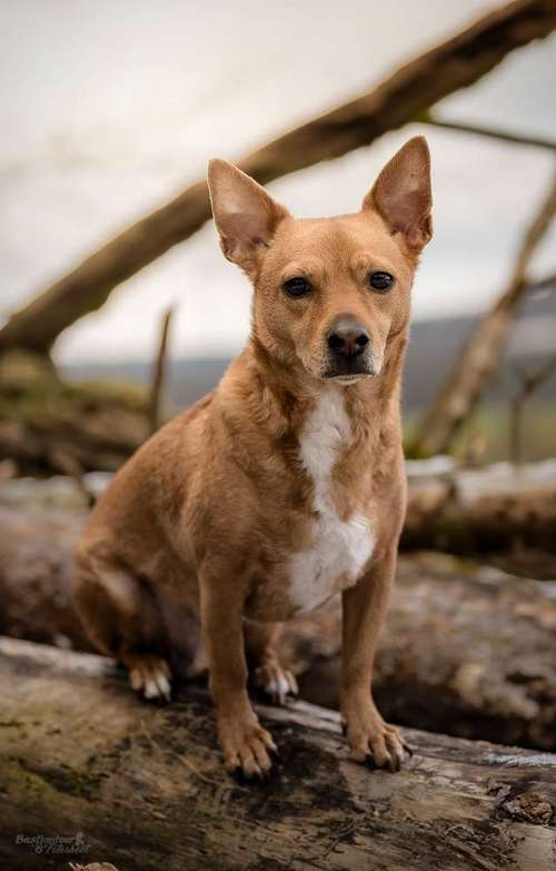 Hundeauslaufgebiet-Bastiontour-Fotoshoot-Bild