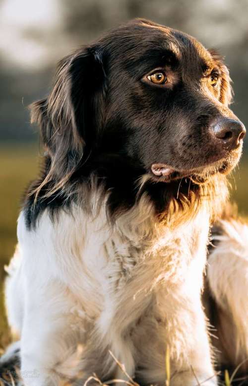 Hundeauslaufgebiet-Bastiontour-Fotoshoot-Bild