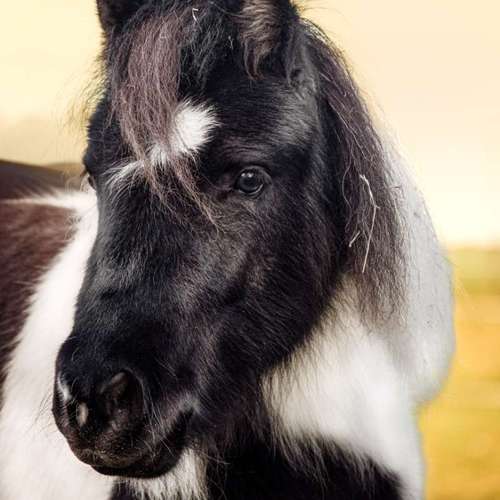 Hundeauslaufgebiet-Bastiontour-Fotoshoot-Bild