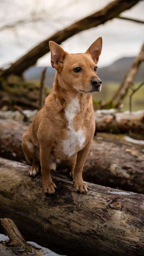 Hundeauslaufgebiet-Bastiontour-Fotoshoot-Bild