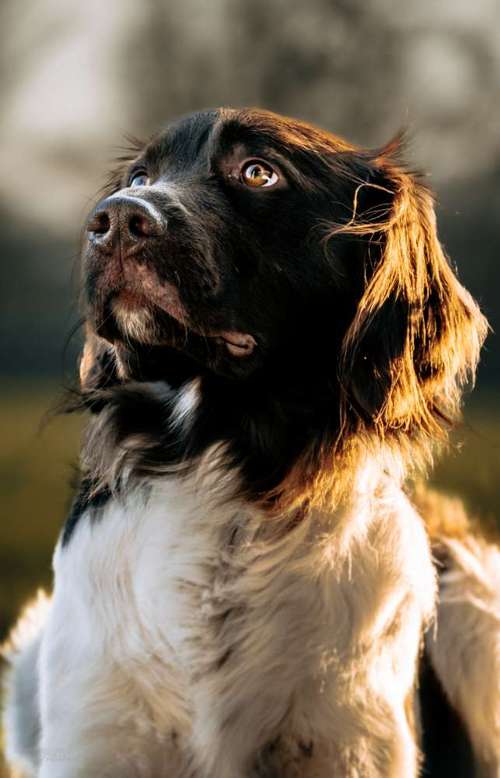 Hundeauslaufgebiet-Bastiontour-Fotoshoot-Bild