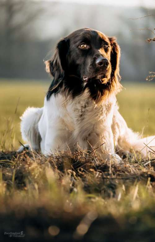 Hundeauslaufgebiet-Bastiontour-Fotoshoot-Bild