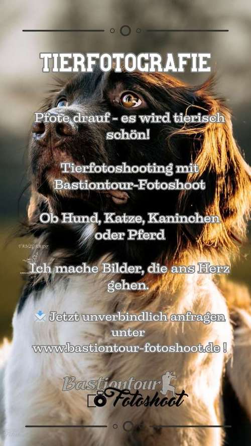 Hundeauslaufgebiet-Bastiontour-Fotoshoot-Bild
