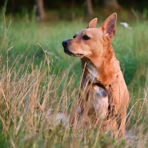 Hundeauslaufgebiet-bastiontour-Fotoshoot-Bild