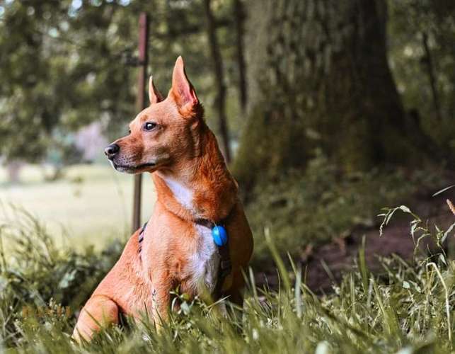 Hundeauslaufgebiet-bastiontour-Fotoshoot-Bild