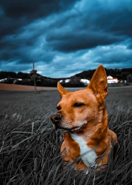 Hundeauslaufgebiet-bastiontour-Fotoshoot-Bild