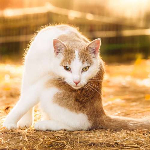 Hundeauslaufgebiet-Bastiontour-Fotoshoot-Bild