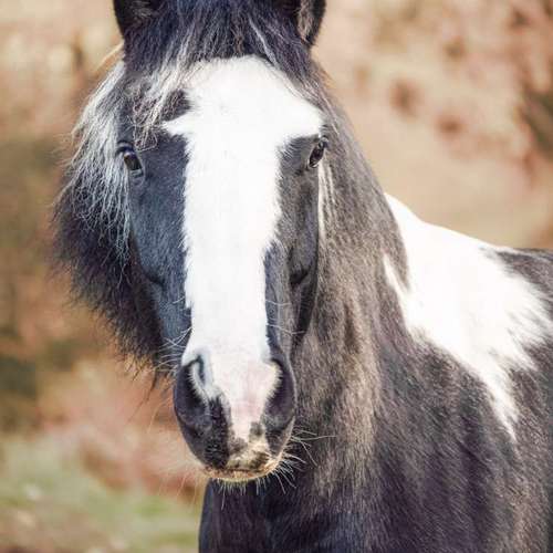 Hundeauslaufgebiet-Bastiontour-Fotoshoot-Bild