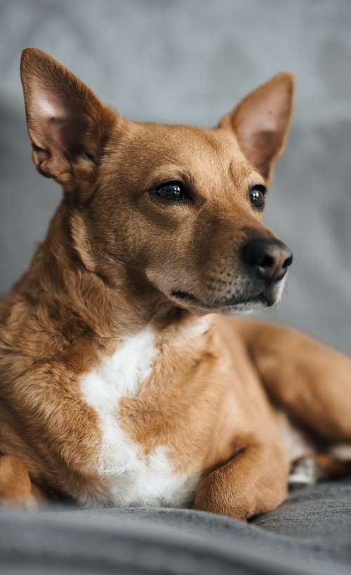 Hundeauslaufgebiet-Bastiontour-Fotoshoot-Bild