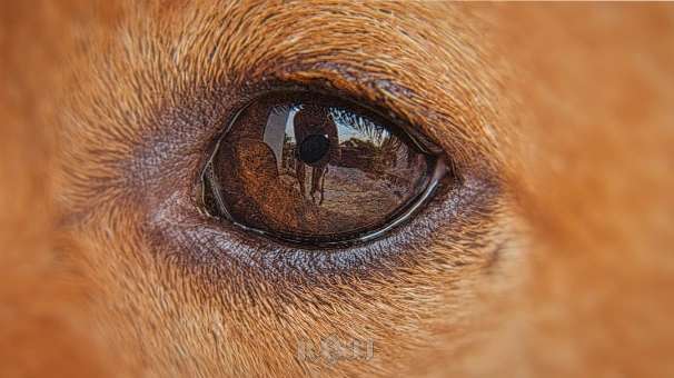 Hundeauslaufgebiet-bastiontour-Fotoshoot-Bild