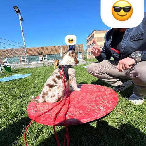 Hundeauslaufgebiet-Martin Rütter Hundeschule Luzern-Bild