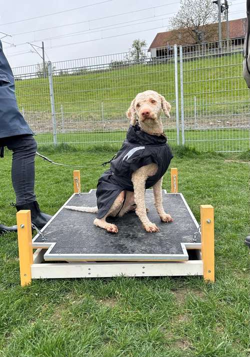 Hundeauslaufgebiet-Martin Rütter Hundeschule Luzern-Bild