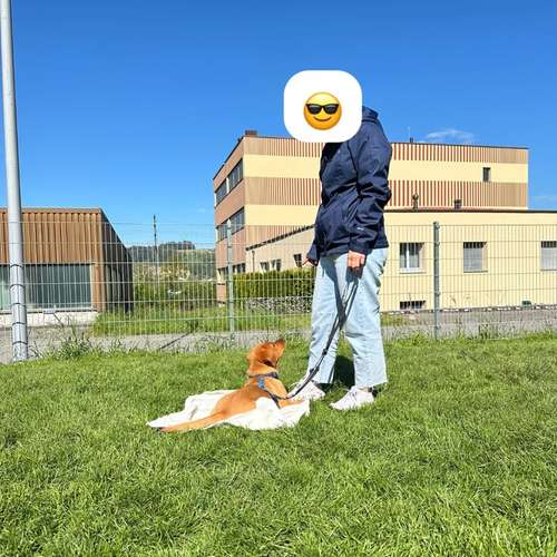Hundeauslaufgebiet-Martin Rütter Hundeschule Luzern-Bild