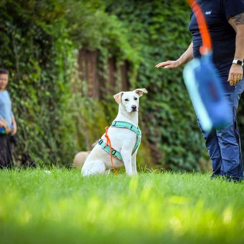 Hundeauslaufgebiet-Martin Rütter Hundeschule Luzern-Bild