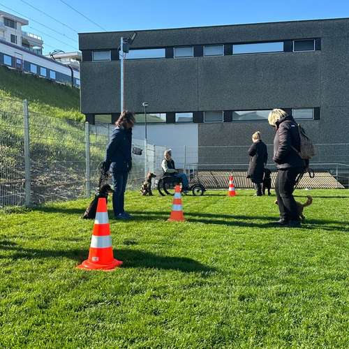 Hundeauslaufgebiet-Martin Rütter Hundeschule Luzern-Bild