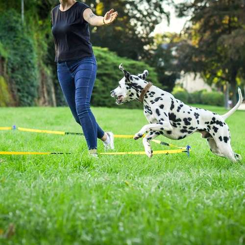 Hundeauslaufgebiet-Martin Rütter Hundeschule Luzern-Bild
