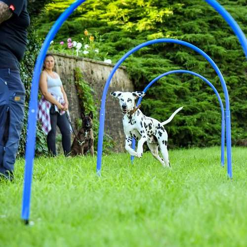 Hundeauslaufgebiet-Martin Rütter Hundeschule Luzern-Bild