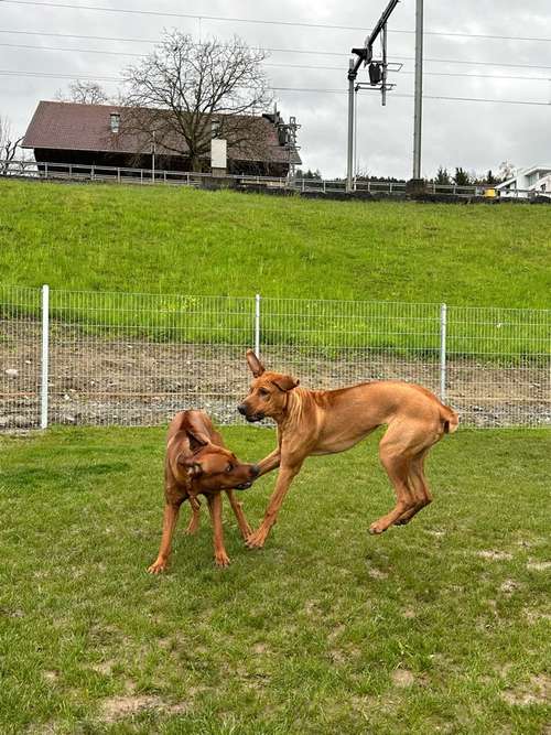 Hundeauslaufgebiet-Martin Rütter Hundeschule Luzern-Bild