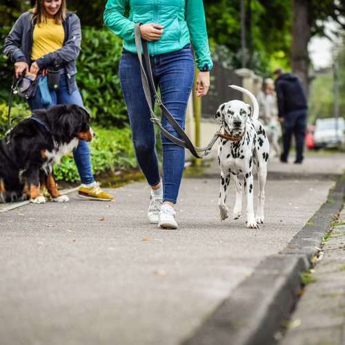 Hundeauslaufgebiet-Martin Rütter Hundeschule Luzern-Bild