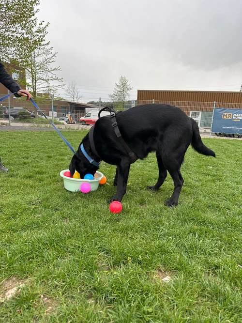 Hundeauslaufgebiet-Martin Rütter Hundeschule Luzern-Bild