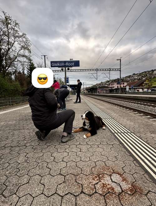 Hundeauslaufgebiet-Martin Rütter Hundeschule Luzern-Bild