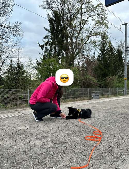 Hundeauslaufgebiet-Martin Rütter Hundeschule Luzern-Bild