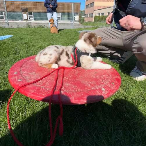 Hundeauslaufgebiet-Martin Rütter Hundeschule Luzern-Bild