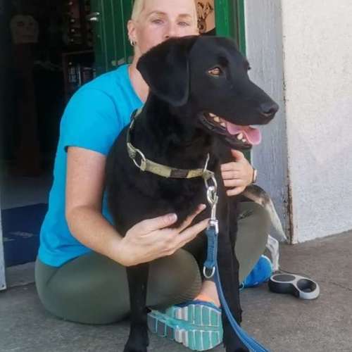 Hundeauslaufgebiet-Jo's DMS Coaching / Therapie / Futter-Bild