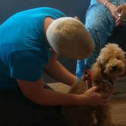 Hundeauslaufgebiet-Jo's DMS Coaching / Therapie / Futter-Bild