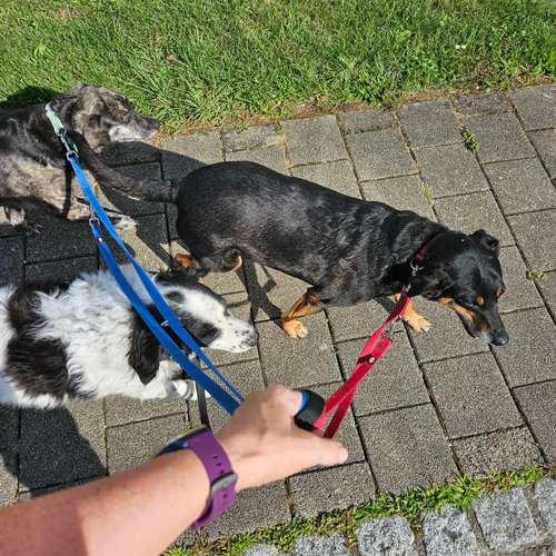 Hundeauslaufgebiet-Jo's DMS Coaching / Therapie / Futter-Bild