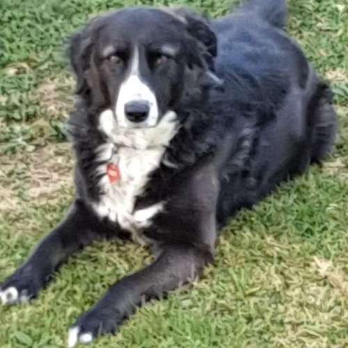 Hundeauslaufgebiet-Jo's DMS Coaching / Therapie / Futter-Bild