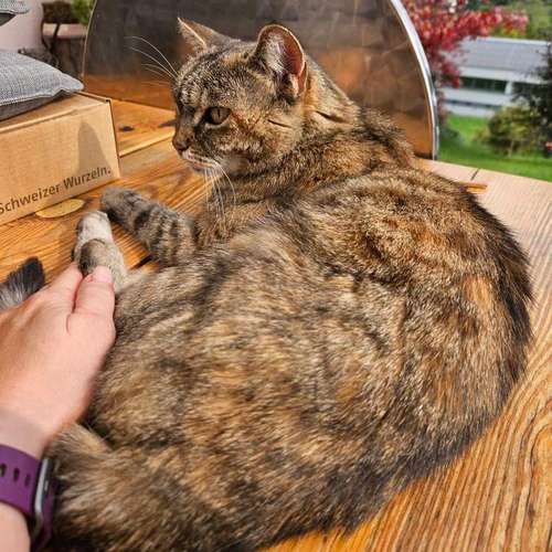 Hundeauslaufgebiet-Jo's DMS Coaching / Therapie / Futter-Bild