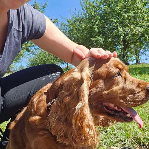 Hundeauslaufgebiet-Jo's DMS Coaching / Therapie / Futter-Bild