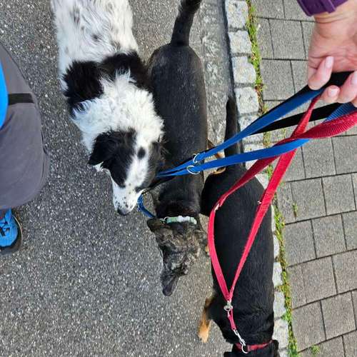 Hundeauslaufgebiet-Jo's DMS Coaching / Therapie / Futter-Bild