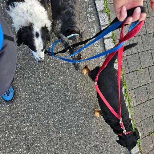 Hundeauslaufgebiet-Jo's DMS Coaching / Therapie / Futter-Bild