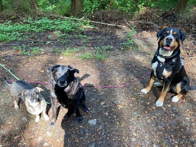 Hundeauslaufgebiet-HUNA - Hunde unterwegs in der Natur-Bild