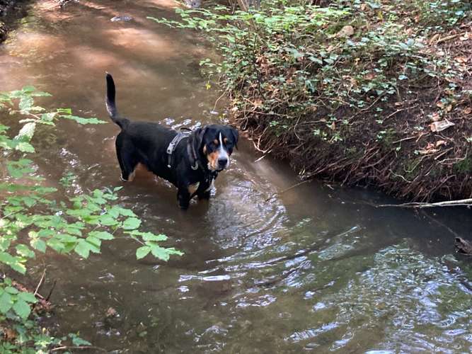 Hundeauslaufgebiet-HUNA - Hunde unterwegs in der Natur-Bild