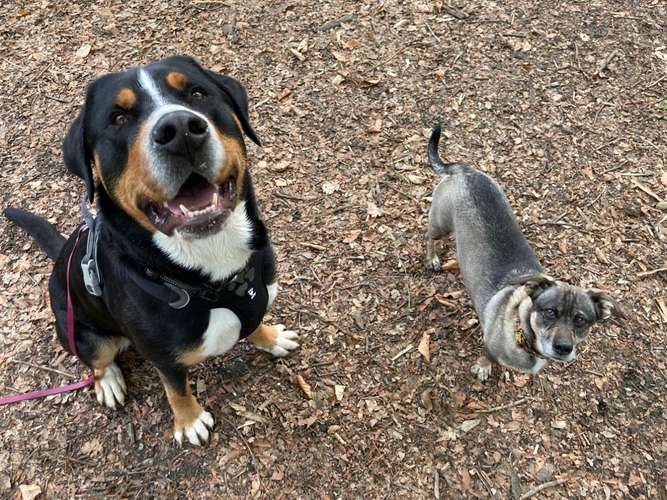 Hundeauslaufgebiet-HUNA - Hunde unterwegs in der Natur-Bild